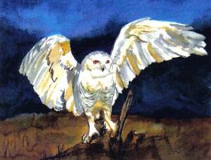 Paula Atwell Snowy Owl