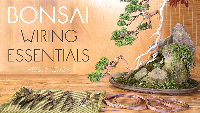 Bonsai Wiring Essentials